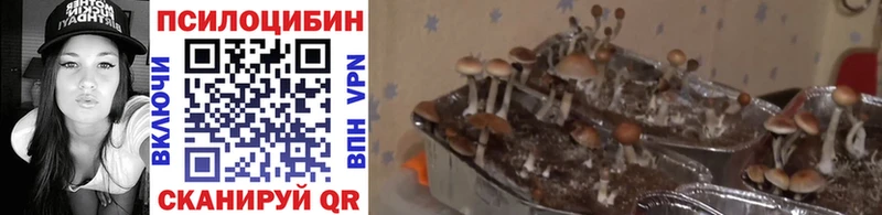 Купить  Мирный  Галлюциногенные грибы GOLDEN TEACHER 